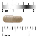 Bacopa Monniera 10:1 Extract