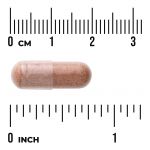 Pine Bark Extract